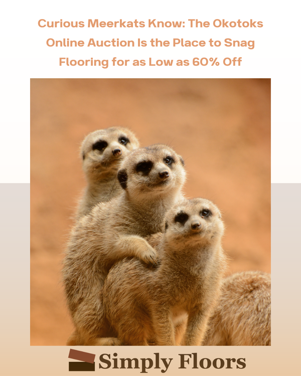 Curious Meerkats Know: The Okotoks Online Auction Is the Place to Snag Flooring for as Low as 60% Off